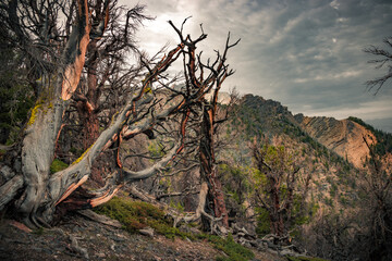 Dramatic mountain landscape with dead forest