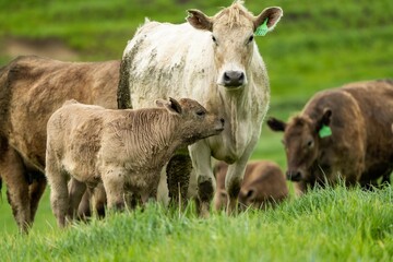 Stud Angus, wagyu, Murray grey, Dairy and beef Cows and calf grazing on grass and pasture in a...