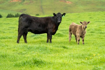 Stud Angus, wagyu, Murray grey, Dairy and beef Cows and calf grazing on grass and pasture in a...