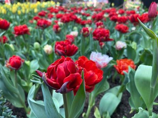 Obraz na płótnie Canvas red and white tulips