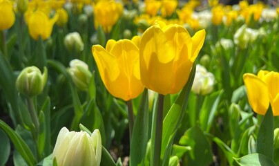 Fototapeta premium yellow and red tulips