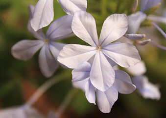 White flower with blurred leaf background