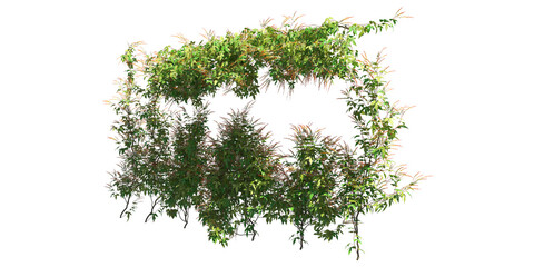 Climbing plants creepers isolated on white background 3d illustration © vik173