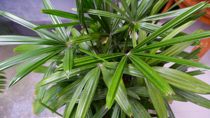 close up of Licuala spinosa palm