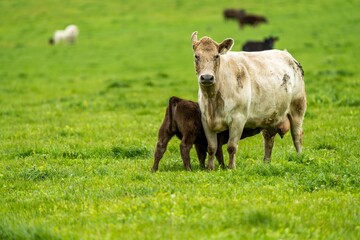 Stud Angus, wagyu, Murray grey, Dairy and beef Cows and calf grazing on grass and pasture in a...