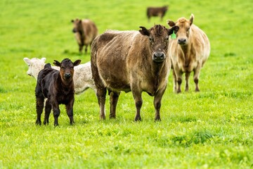 Stud Angus, wagyu, Murray grey, Dairy and beef Cows and calf grazing on grass and pasture in a...