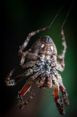 araña insecto mosca hoja flor naturaleza bokeh desenfoque macro
