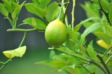 Growing Lemon