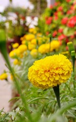 Wonderful Portrait of Mexican marigold