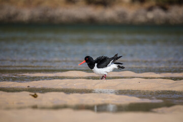 Wading pied oystercatcher feeding in morning