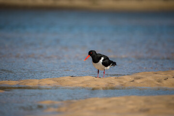 Wading pied oystercatcher feeding in morning