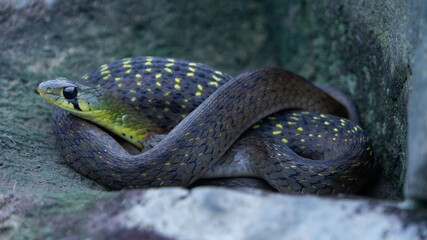 snake in the rock