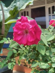 Flower and plants in oudoor garden 
