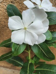 Obraz premium white flower in the garden