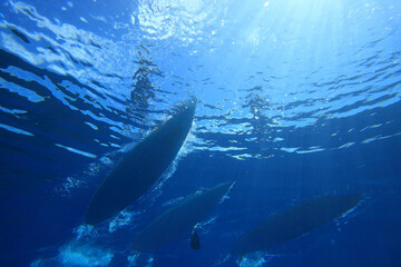 3 people paddling SUP stand up paddle boards viewed from underwater in clear blue water.