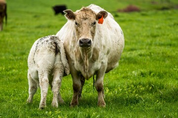 Beef cows and calves grazing on grass in Australia. Eating hay and silage. breeds include speckle...