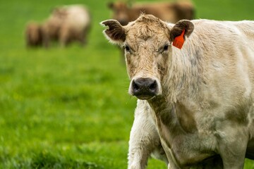 Beef cows and calves grazing on grass in Australia. Eating hay and silage. breeds include speckle...
