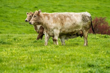 Stud Beef bulls, cows and calves grazing on grass in a field, in Australia. breeds of cattle...