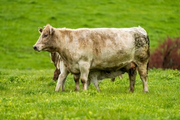 Stud Beef bulls, cows and calves grazing on grass in a field, in Australia. breeds of cattle...