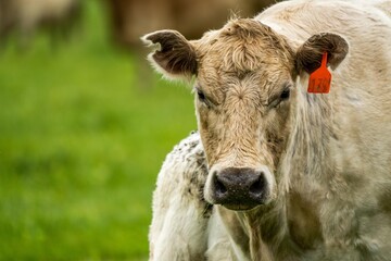 Stud Beef bulls, cows and calves grazing on grass in a field, in Australia. breeds of cattle...