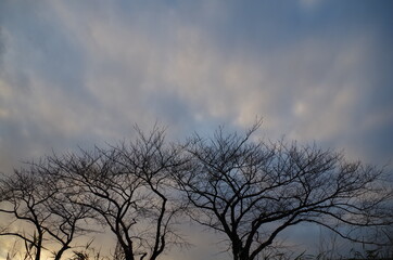 Fototapeta na wymiar 冬の空をバックにした木 Trees with the winter sky in the background