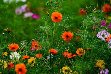 コスモス畑に咲くコスモス