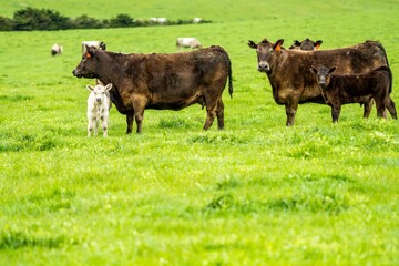 Stud Beef bulls, cows and calves grazing on grass in a field, in Australia. breeds of cattle...