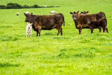 Stud Beef bulls, cows and calves grazing on grass in a field, in Australia. breeds of cattle...
