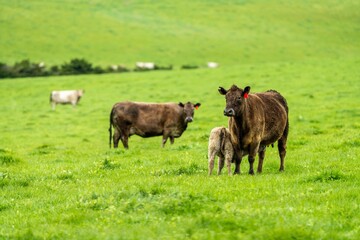 Stud Beef bulls, cows and calves grazing on grass in a field, in Australia. breeds of cattle...