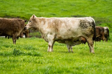 Cows eating grass in Australia. 