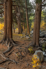 Autumn Fall color in the eastern sierras