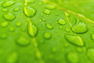 Macro closeup of Beautiful fresh green leaf with drop of water after the rain in morning sunlight nature background.