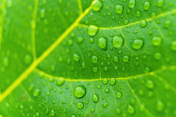 Macro closeup of Beautiful fresh green leaf with drop of water after the rain in morning sunlight nature background.