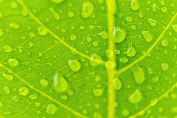 Macro closeup of Beautiful fresh green leaf with drop of water after the rain in morning sunlight nature background.