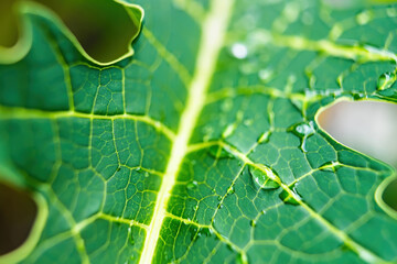 Macro closeup of Beautiful fresh green leaf with drop of water after the rain in morning sunlight nature background.