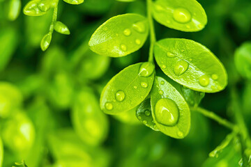 Macro closeup of Beautiful fresh green leaf with drop of water after the rain in morning sunlight nature background.
