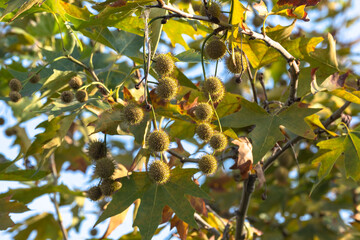 sycamore seeds and dried plane tree