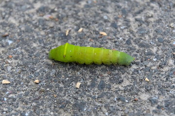 歩道を横断しているアオスジアゲハの幼虫