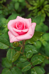 Bud of pink rose with blurred green leaves on background.