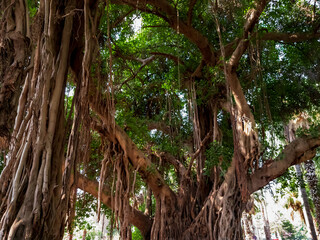 Fototapeta premium tree in the jungle