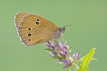 Ringlet
