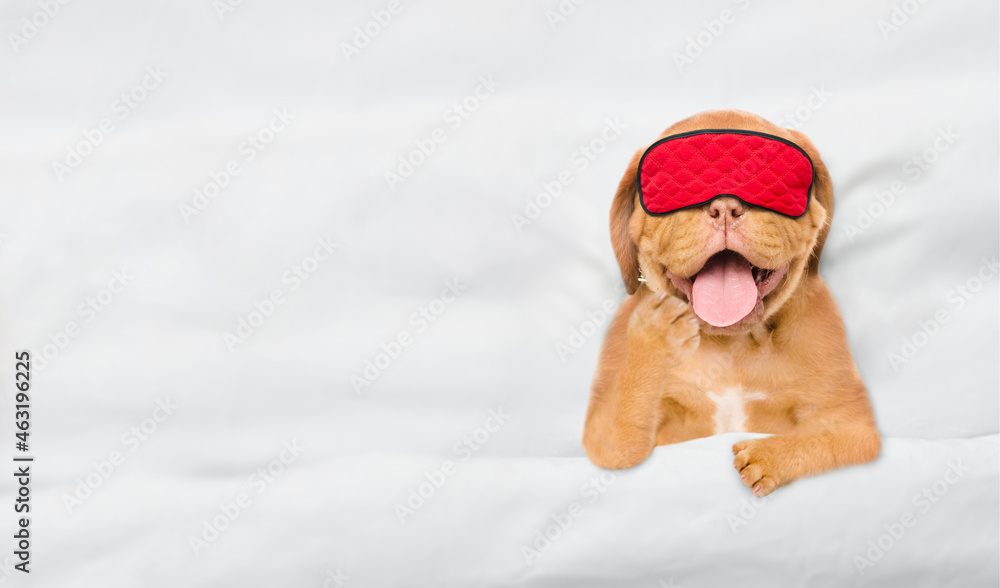 Poster yawning mastiff puppy wearing sleeping mask sleeps under white blanket on a bed at home. top down vi