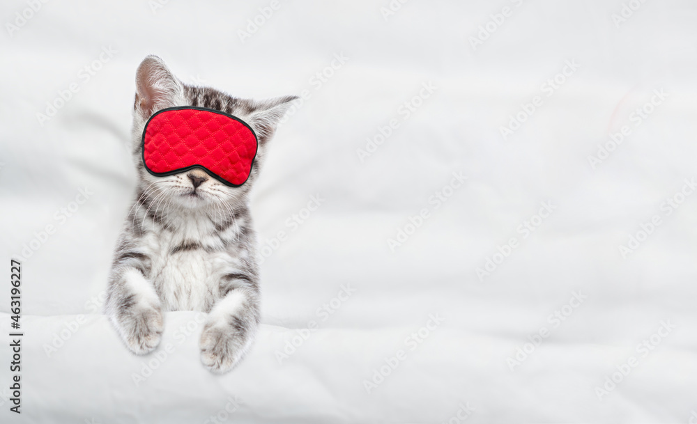 Poster cozy scottish kitten sleeps in sleeping mask under blanket on a bed at home. top down view. empty sp