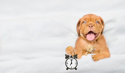 Obraz premium Mastiff puppy hugs toy bear and holds alarm clock under white blanket at home. Top down view. Empty space for text