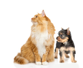 Curious Maine coon cat and tiny Yorkshire Terrier puppy sit together and look away and up on empty space. isolated on white background