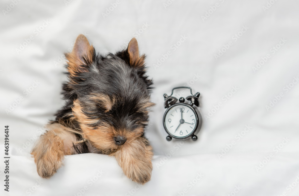 Poster cozy yorkshire terrier puppy sleeps with alarm clock under white warm blanket on a bed at home. top 