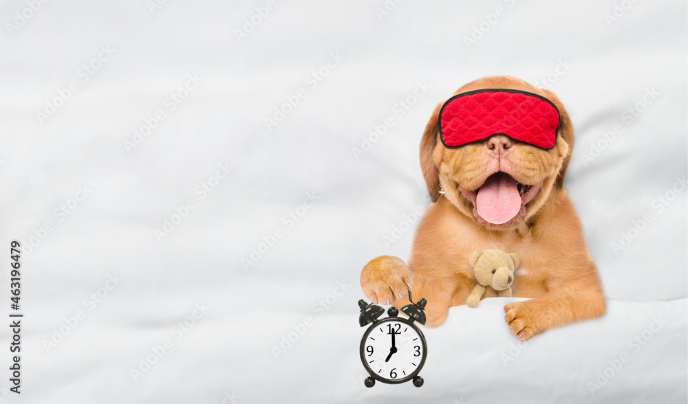 Poster mastiff puppy wearing mask for sleep hugs toy bear and holds alarm clock under white blanket at home