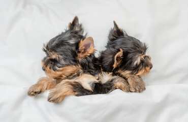 Yorkshire terrier puppies sleep together under a white blanket on a bed at home. Top down view