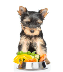 Young Yorkshire Terrier puppy sits with bowl of vegetables. isolated on white background