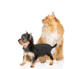 Big Maine coon cat and tiny Yorkshire Terrier puppy sit together and look away and up on empty space. isolated on white background